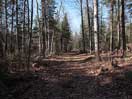 from a gallery of photos documenting the damage to the blackfox portgae trail from its reconstruction as a dogsled trail in the fall of 2011