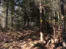 from a gallery of photos documenting the damage to the blackfox portgae trail from its reconstruction as a dogsled trail in the fall of 2011