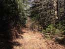 from a gallery of photos documenting the damage to the blackfox portgae trail from its reconstruction as a dogsled trail in the fall of 2011