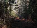 from a gallery of photos documenting the damage to the blackfox portgae trail from its reconstruction as a dogsled trail in the fall of 2011