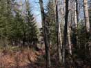 from a gallery of photos documenting the damage to the blackfox portgae trail from its reconstruction as a dogsled trail in the fall of 2011
