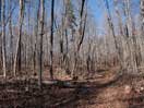 from a gallery of photos documenting the damage to the blackfox portgae trail from its reconstruction as a dogsled trail in the fall of 2011