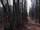 from a gallery of photos documenting the damage to the blackfox portgae trail from its reconstruction as a dogsled trail in the fall of 2011