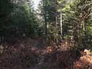 from a gallery of photos documenting the damage to the blackfox portgae trail from its reconstruction as a dogsled trail in the fall of 2011