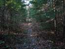 from a gallery of photos documenting the damage to the blackfox portgae trail from its reconstruction as a dogsled trail in the fall of 2011