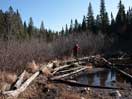from a gallery of photos documenting the damage to the blackfox portgae trail from its reconstruction as a dogsled trail in the fall of 2011