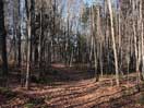 along the Blackfox portage in Algonquin Park