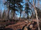 from a gallery of photos documenting the damage to the blackfox portgae trail from its reconstruction as a dogsled trail in the fall of 2011