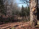 from a gallery of photos documenting the damage to the blackfox portgae trail from its reconstruction as a dogsled trail in the fall of 2011