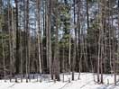 from a gallery of photos documenting an early spring drive to lake travers in algonquin park via the achray road  2013 april 17