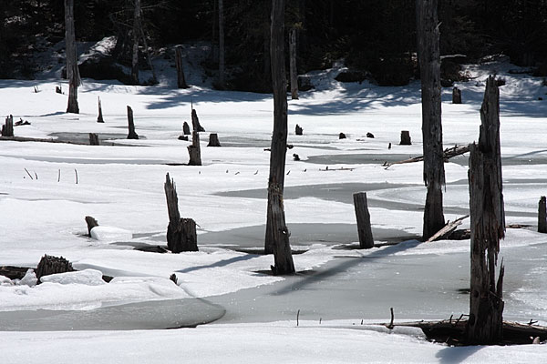 frozen wetland near Lake Travers in Algonquin Park