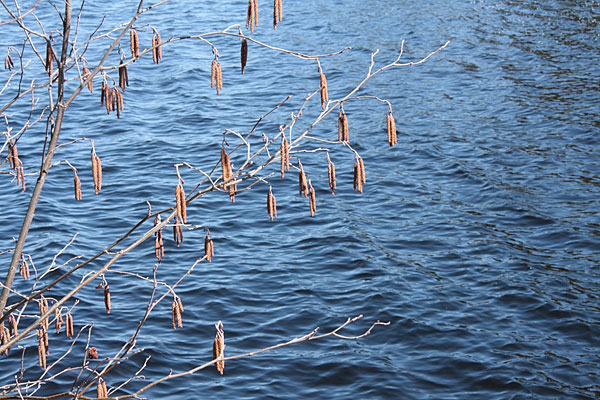 catkins
