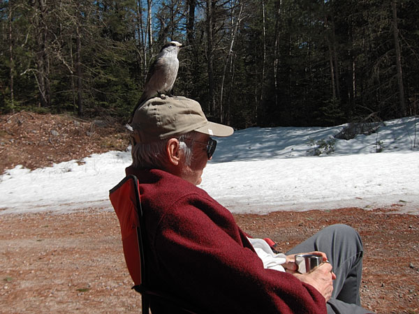grey Jay at Lake Travers in Algonquin Park