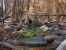 aftermath of forest fire on High Falls Lake photo from 2017 September 02