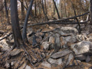 aftermath of forest fire on High Falls Lake photo from 2017 September 02