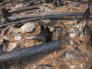 aftermath of forest fire on High Falls Lake photo from 2017 September 02