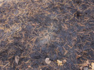 aftermath of forest fire on High Falls Lake photo from 2017 September 02