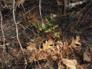 aftermath of forest fire on High Falls Lake photo from 2017 September 02