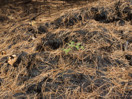 aftermath of forest fire on High Falls Lake photo from 2017 September 02