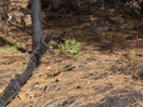 aftermath of forest fire on High Falls Lake photo from 2017 September 02