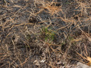 aftermath of forest fire on High Falls Lake photo from 2017 September 02
