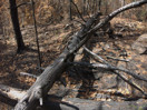 aftermath of forest fire on High Falls Lake photo from 2017 September 02