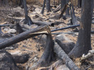 aftermath of forest fire on High Falls Lake photo from 2017 September 02