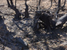 aftermath of forest fire on High Falls Lake photo from 2017 September 02
