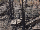 aftermath of forest fire on High Falls Lake photo from 2017 September 02
