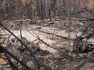 aftermath of forest fire on High Falls Lake photo from 2017 September 02