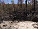 aftermath of forest fire on High Falls Lake photo from 2017 September 02