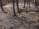 aftermath of forest fire on High Falls Lake photo from 2017 September 02