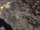 aftermath of forest fire on High Falls Lake photo from 2017 September 02