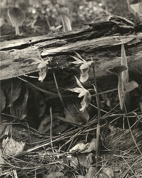 Calypso bulbosa -- Calypso, Fairy Slipper