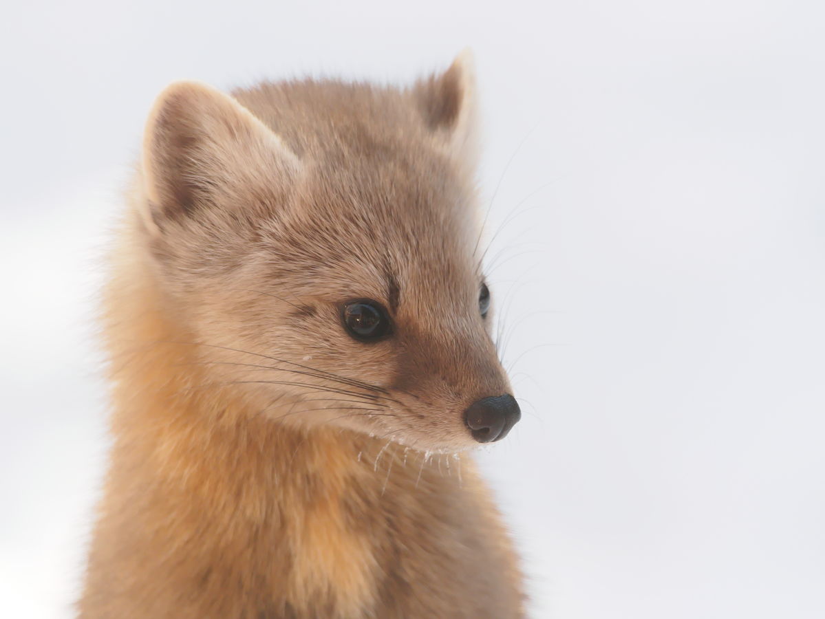 marten