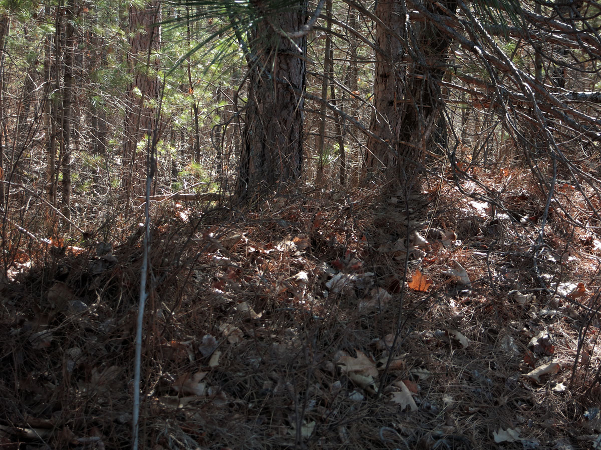 Along the shore of Grand Lake in Algonquin Park