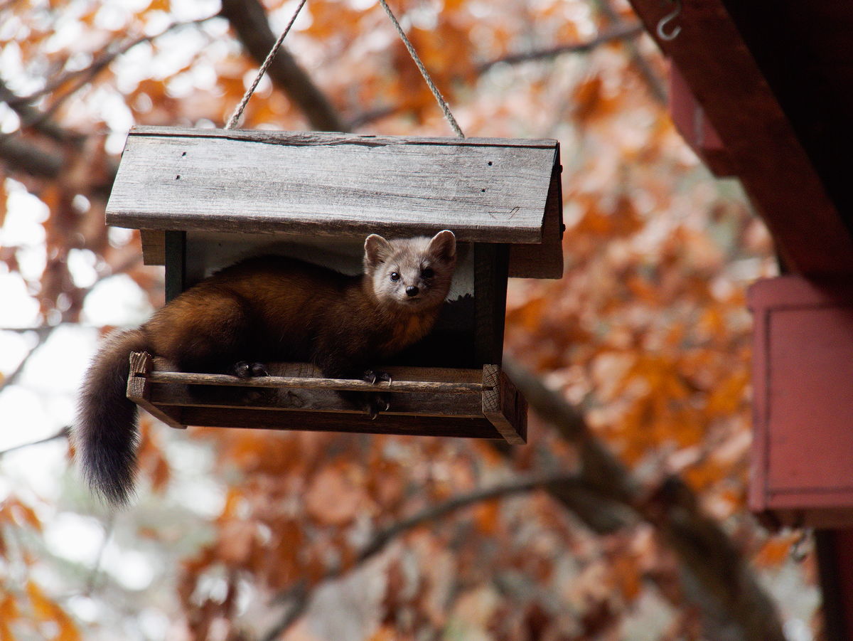 Marten on bird feeder