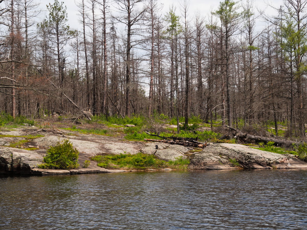 Aftermath of the High Falls Lake forest fire 3 years on