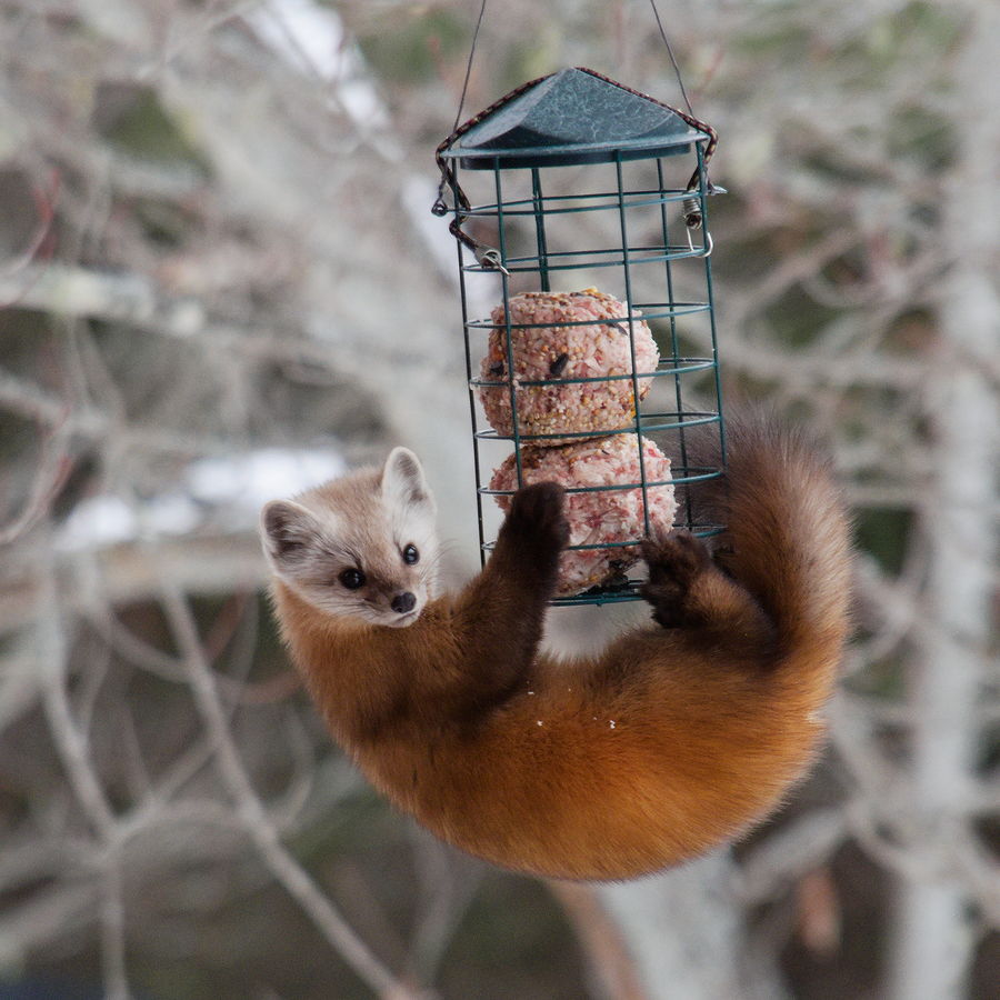 marten on suet feeder