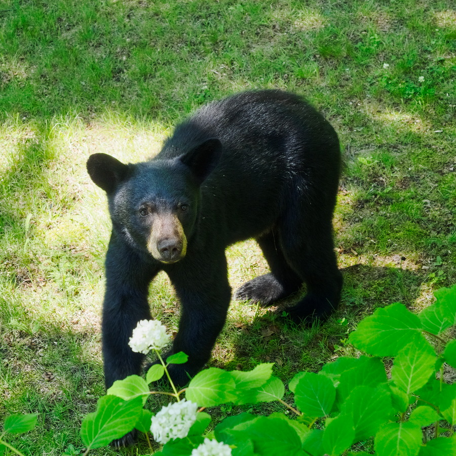 A young bear visits us at lunch time