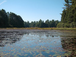 Obstructed passage at the southern end of Catfish Lake in Algonquin Park