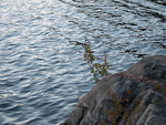 from a photo gallery documenting a solo canoe trip from brent to catfish lake in algonquin park