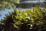 Early spring along the Berm Lake Trail in eastern Algonquin Park