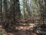 Early spring along the Berm Lake Trail in eastern Algonquin Park