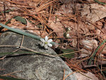 Early spring along the Berm Lake Trail in eastern Algonquin Park  Anemone americana Roundlobed hepatica