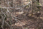 Early spring along the Eastern Pines Hiking Trail in eastern Algonquin Park in the vicinity of the lookout