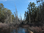 Early spring through Johnston Lake and Berm Lake  by canoe from Achray in eastern Algonquin Park