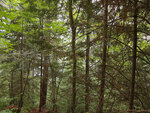 bush interior on Laurel Lake in Algonquin Park