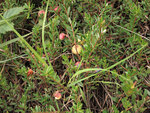 cranberries on Catfish Lake in Algonquin Park