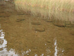 Luckless Lake in Algonquin Park